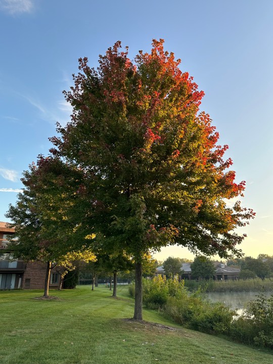 Photo d'un arbre aux feuilles oranges, prise avec l'iPhone 14 Pro Max.