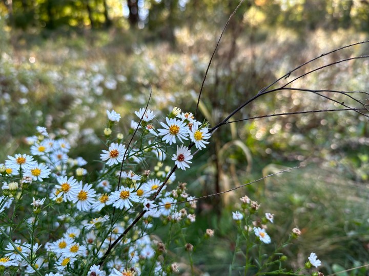 Foto di fiori selvatici gialli e bianchi, scattata con iPhone 14 Pro Max.