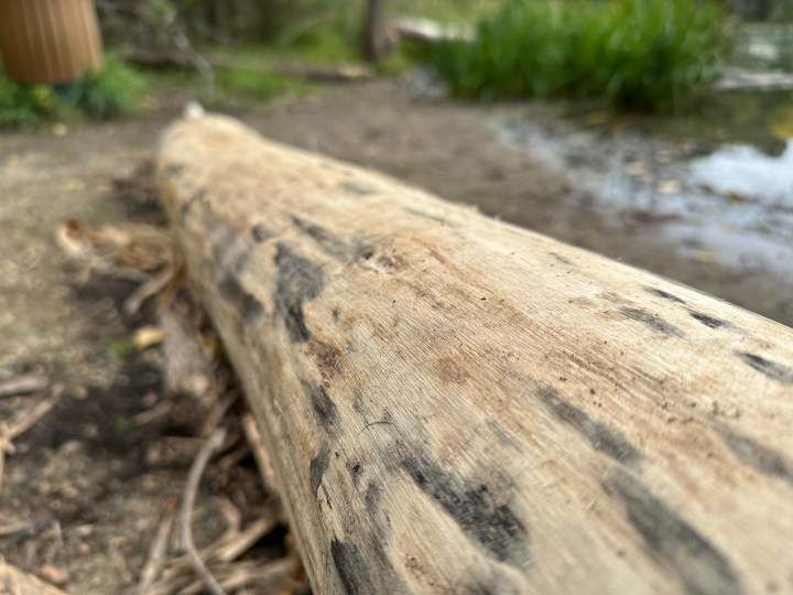 Photo d'un arbre abattu, prise avec l'iPhone 14 Pro Max.