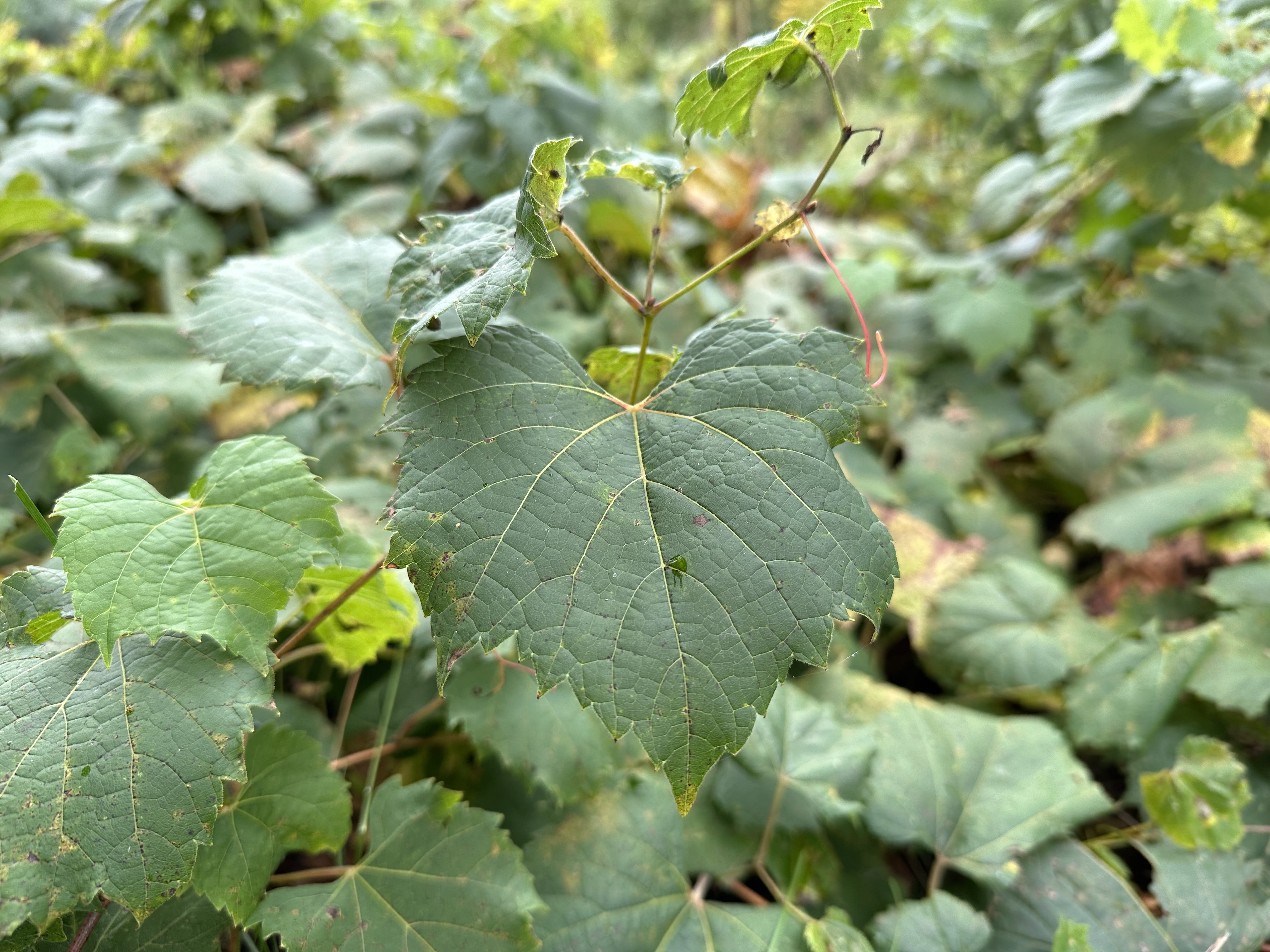 Photo of a leaf, taken with the iPhone 14 Pro Max.