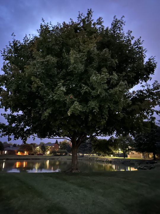 Una foto di un albero al buio, scattata con iPhone 14 Pro.