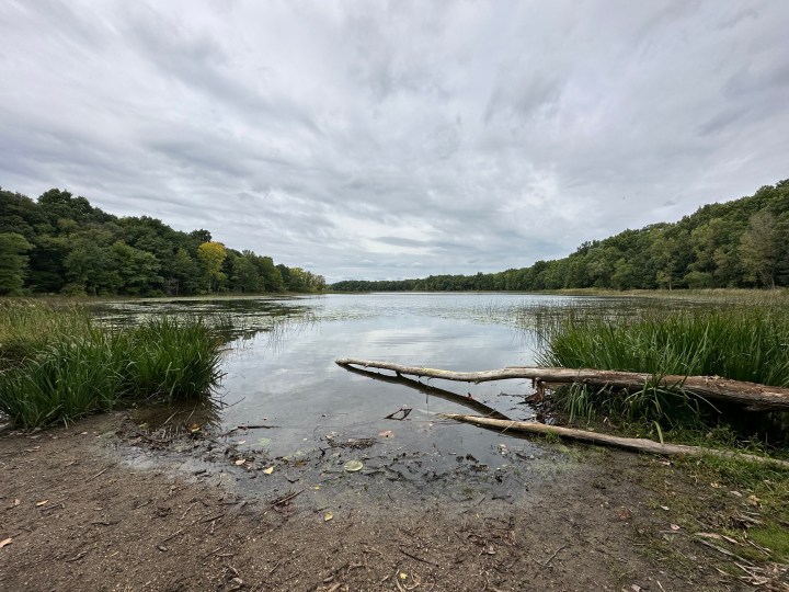 Una foto di un lago e alberi, scattata con iPhone 14 Pro Max.