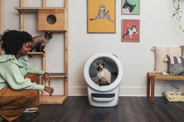 A cat sits in the Litter Robot 4 and watches his owner.