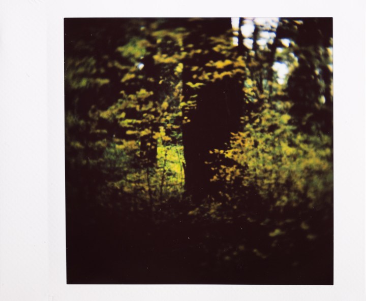 Foto Instax di alberi scuri e luminosi colori autunnali.