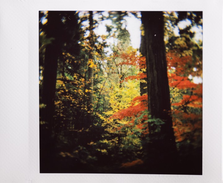 Foto Instax dei colori autunnali nella foresta.