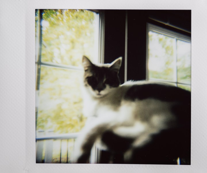 Foto instax di un gatto vicino a una finestra