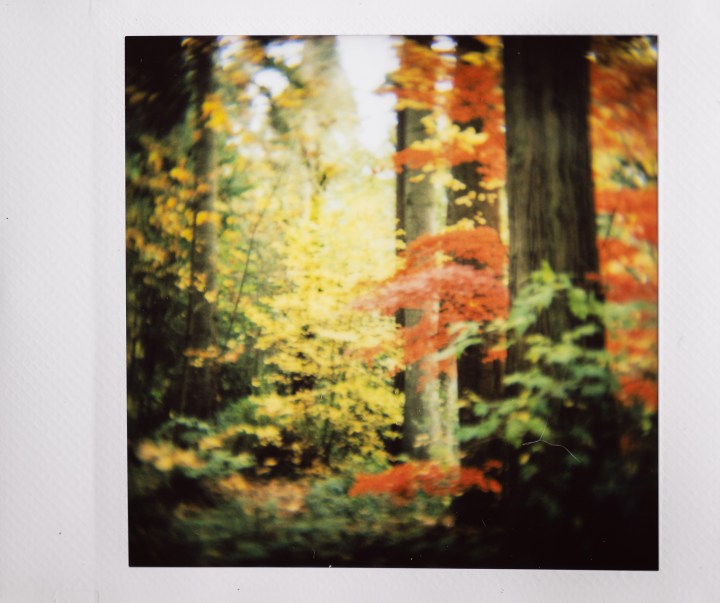 Foto Instax di colori autunnali e grandi alberi.