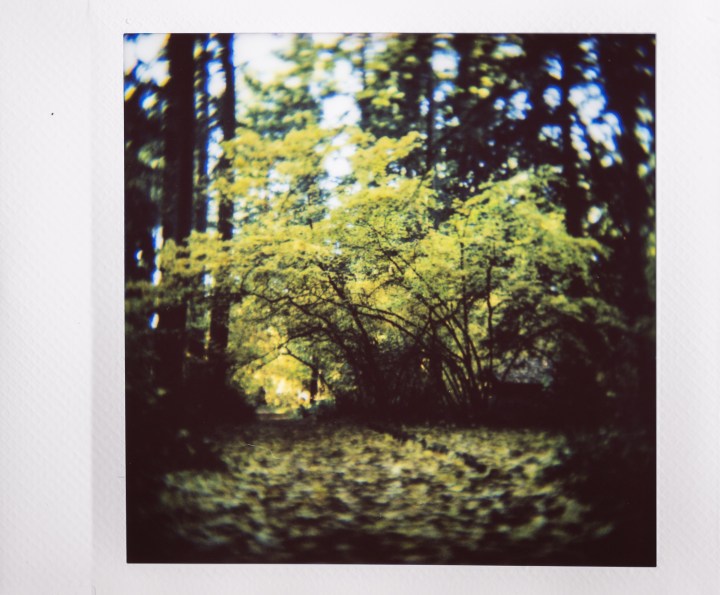 Foto instax di un sentiero attraverso una foresta dai colori autunnali.
