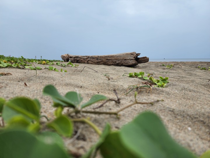 Foliage and log of wood on beach sand with sky in the background captured with the Samsung Galaxy S22 Ultra.