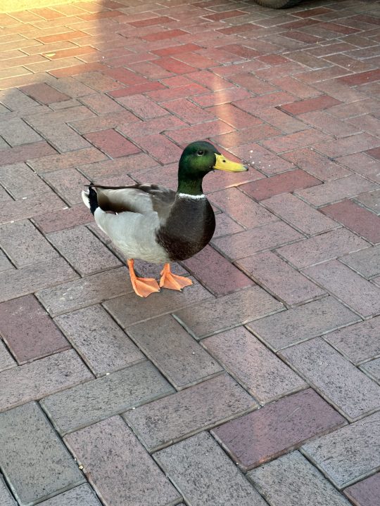 Duck at Disneyland.