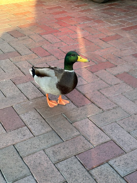 Disneyland Duck begging people for food with Magic Eraser used to remove litter on the floor.
