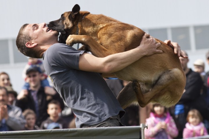 A dog licks a man in the National Dog Show.