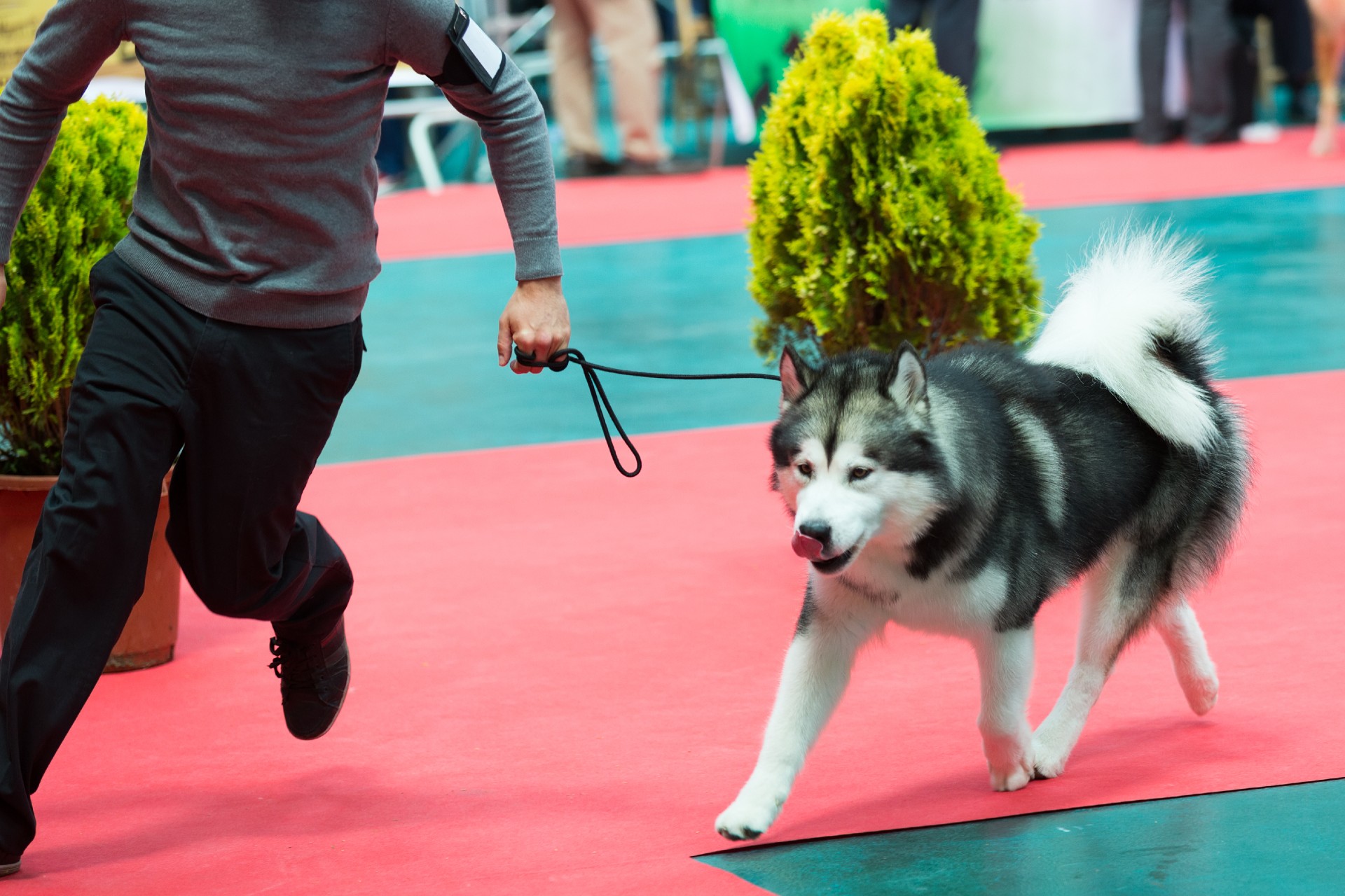 Where to watch the National Dog Show 2022 for free Digital Trends