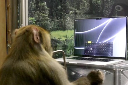 Neurlalink demo shows monkey ‘telepathic typing’