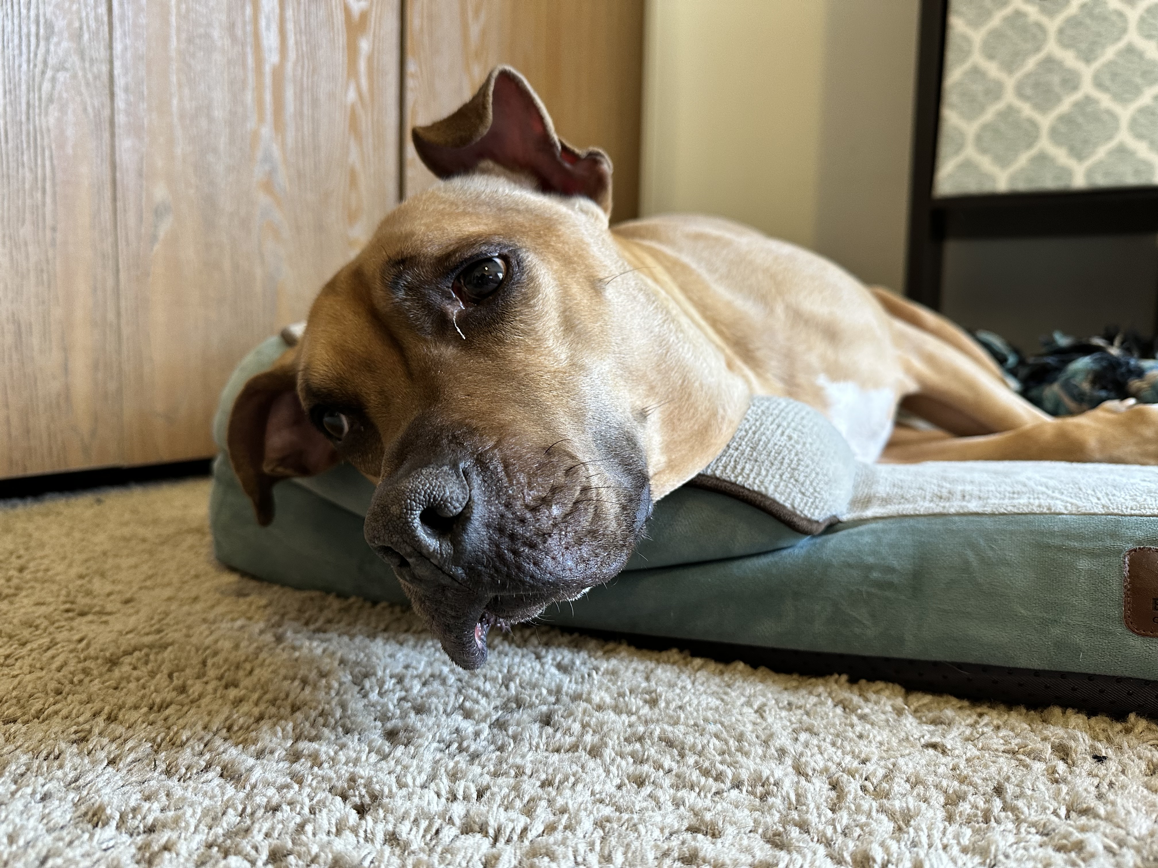 Photo of a dog laying in a dog bed.