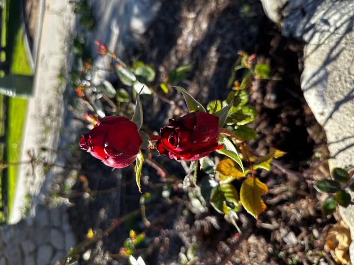 Boccioli di rosa scattati con iPhone 14 Pro