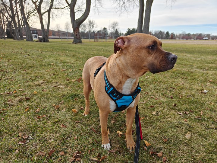 Photo of a pit bull/boxer mix standing outside in a soccer field.