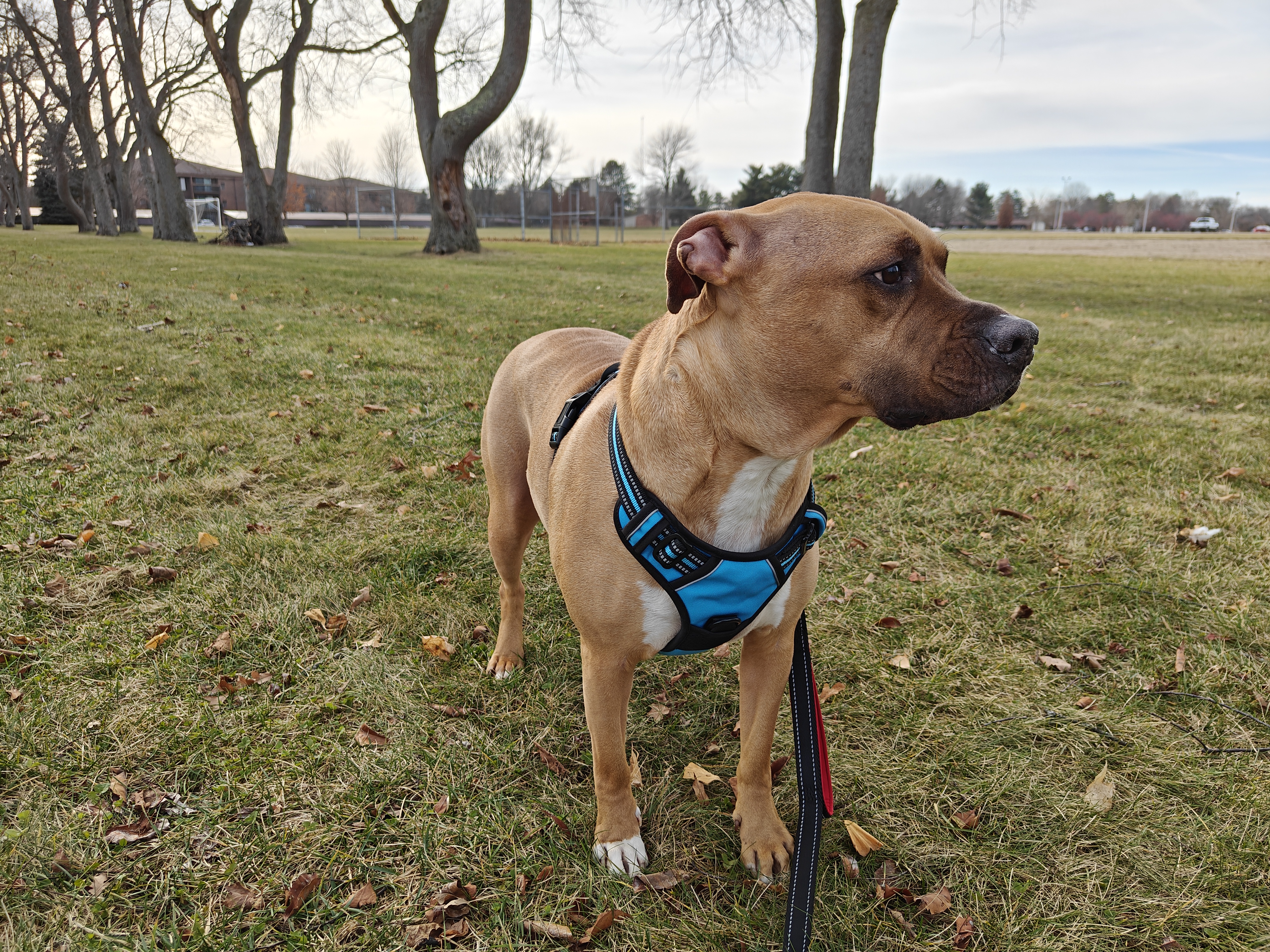 Photo of a pit bull/boxer mix standing outside in a soccer field.