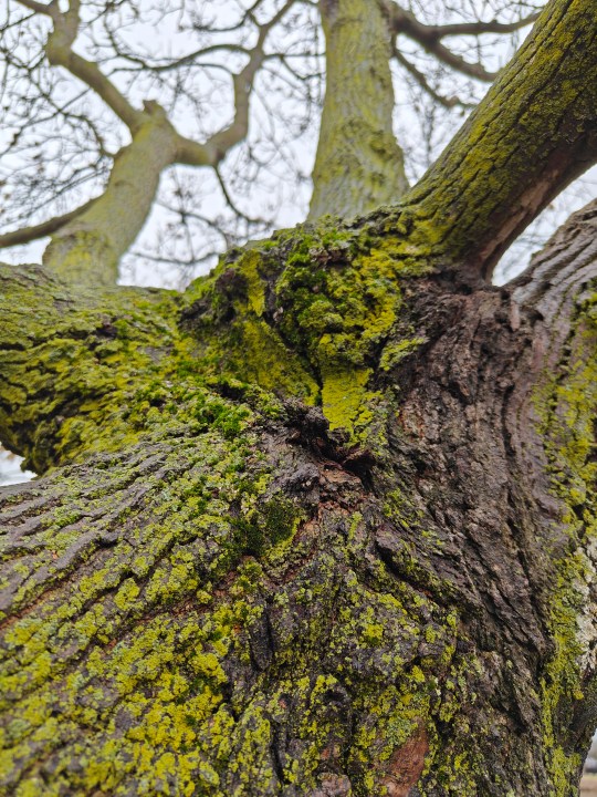 Photo of a large tree with green moss growing on it.