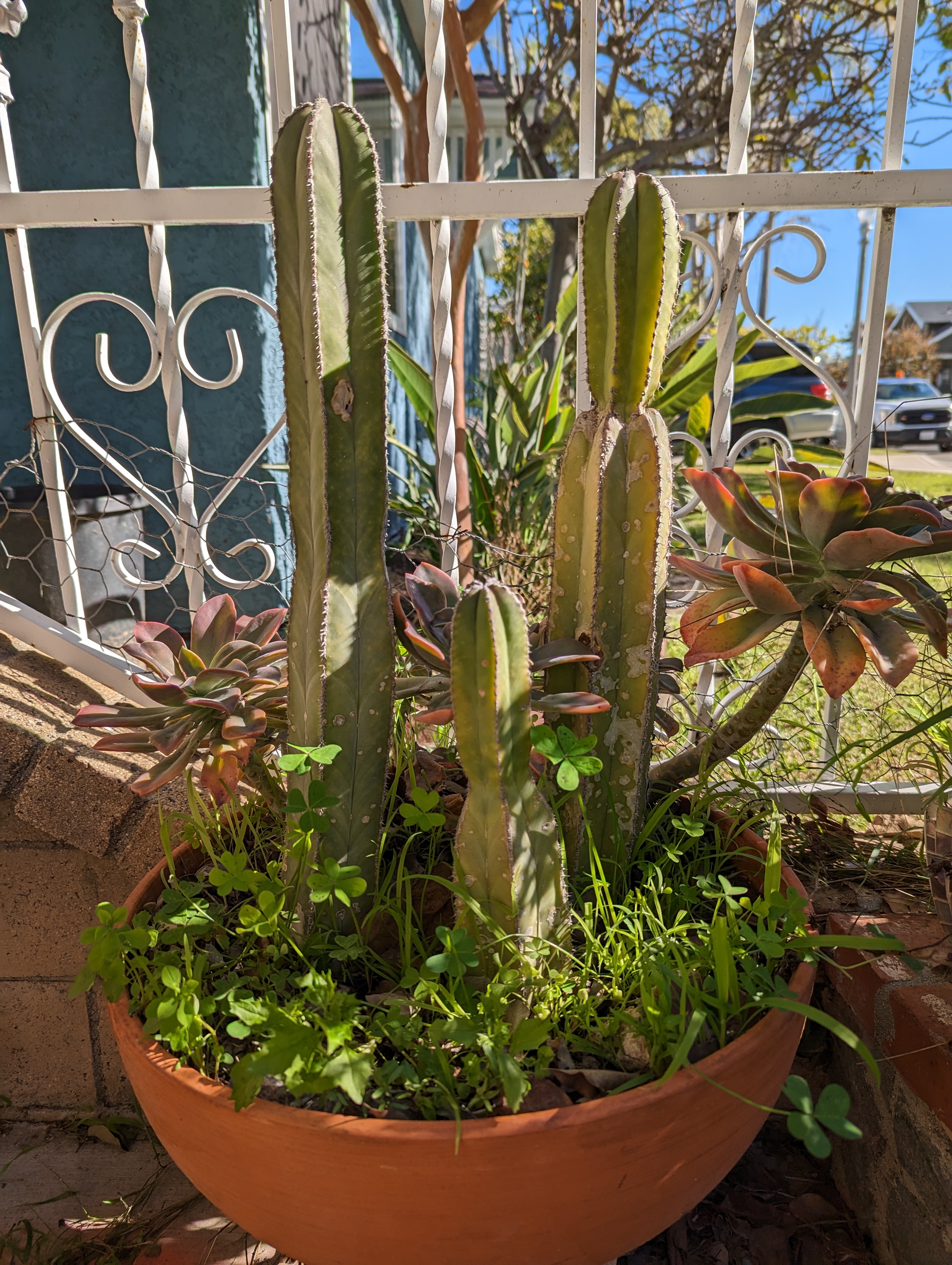Cactus plant taken with Pixel 7
