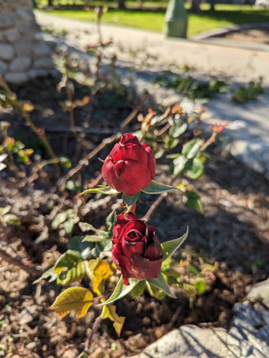 Boccioli di rosa scattati con Pixel 7