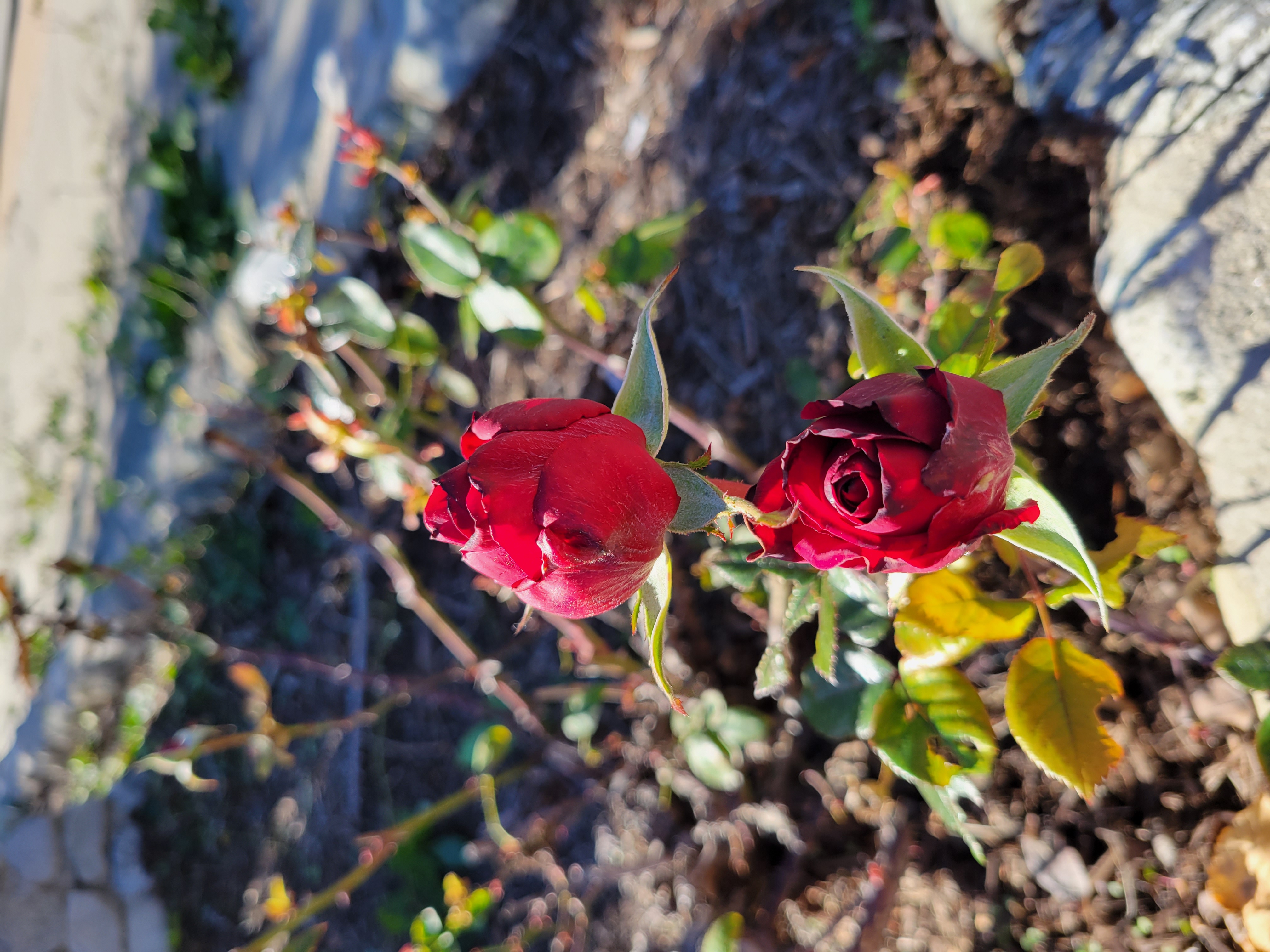 Rose buds taken with Samsung Galaxy S21