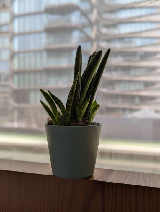 Pixel 7 Pro portrait mode photo of a succulent on a bed frame.