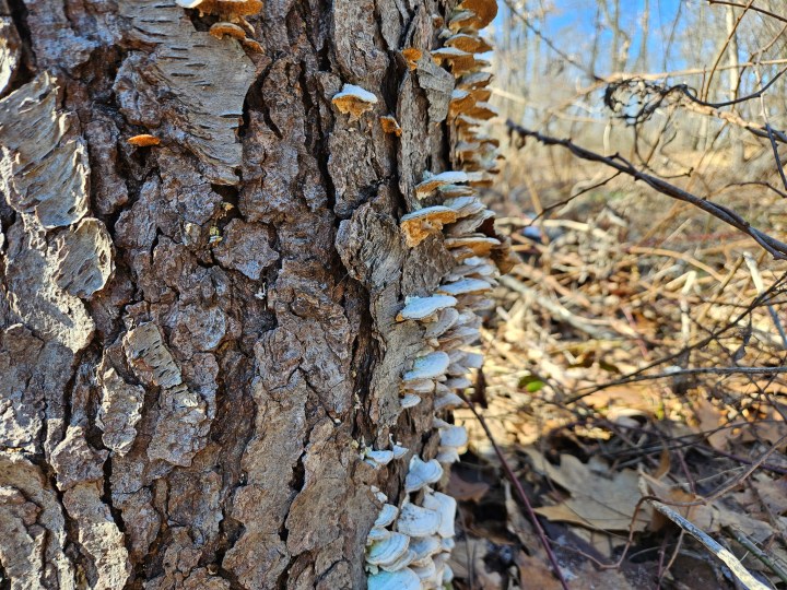 Samsung Galaxy S23 Plus foto di funghi che crescono sul lato di un albero.