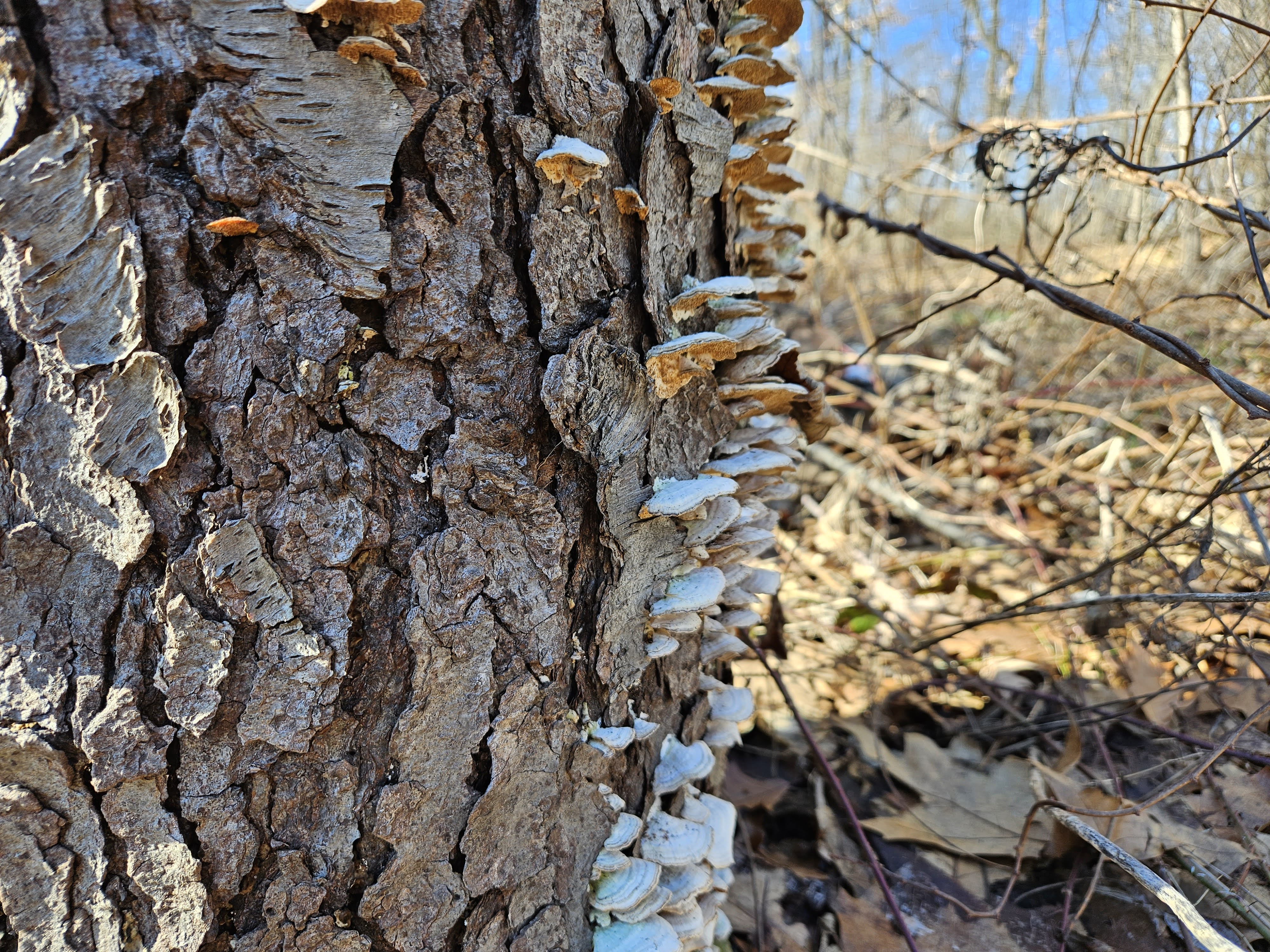 Samsung Galaxy S23 Plus photo of mushrooms growing on the side of a tree.