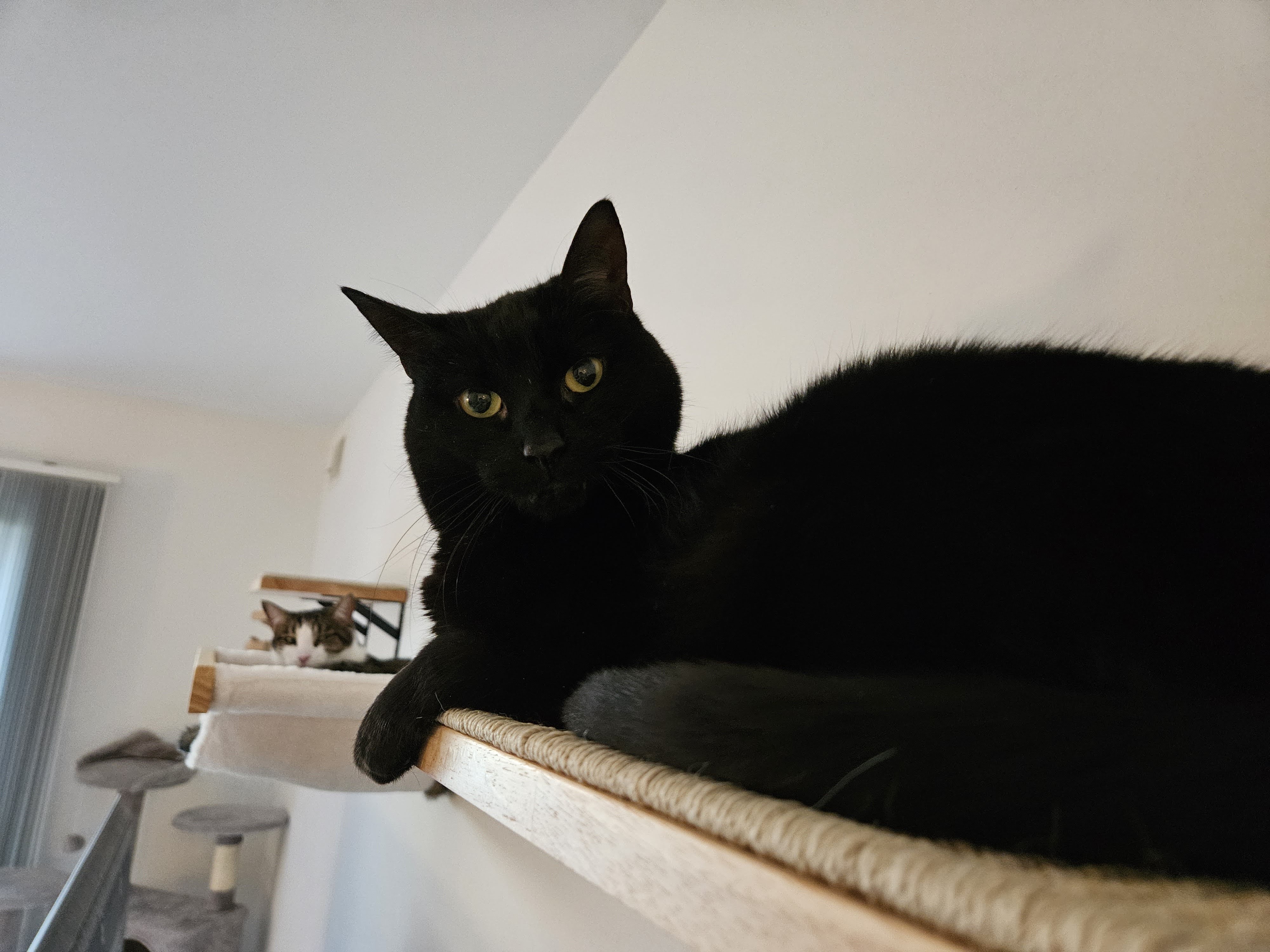 Samsung Galaxy S23 Plus photo of a black cat.