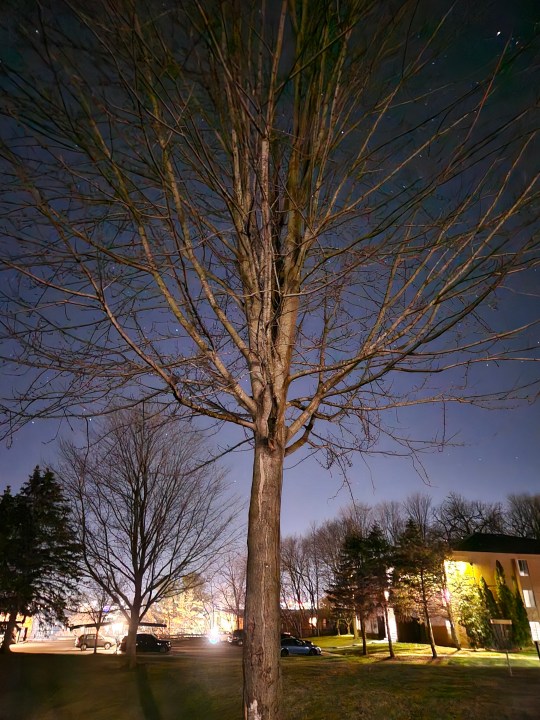 Samsung Galaxy S23 Plus foto di un albero fuori di notte.
