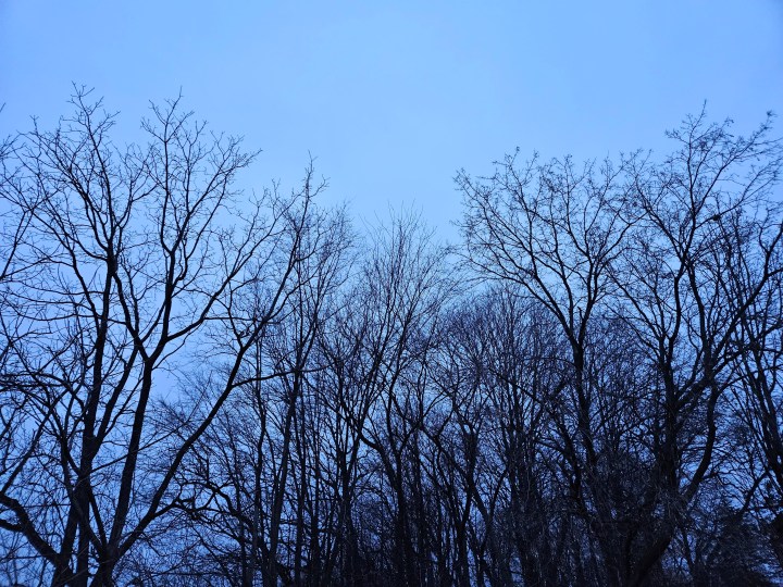 Samsung Galaxy S23 Plus foto di alberi davanti a un cielo coperto.