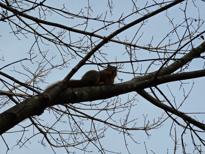Samsung Galaxy S23 Plus foto di uno scoiattolo su un albero.