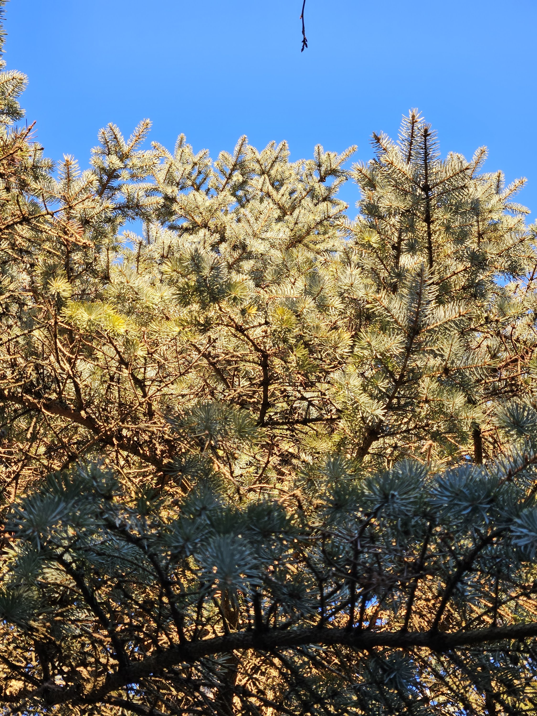 Samsung Galaxy S23 Plus photo of a pine tree outside with a blue sky.