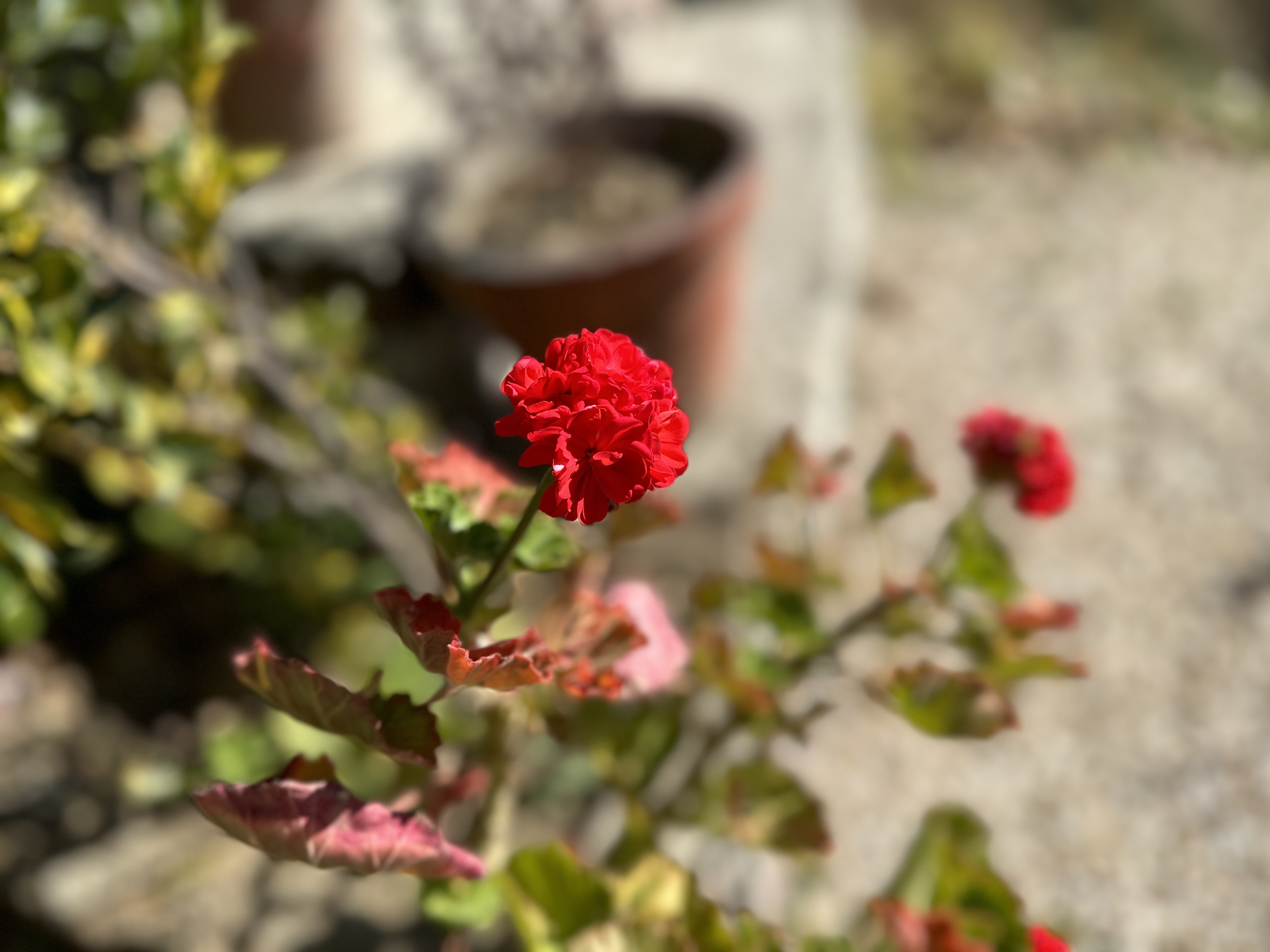 Red flower and shrub captured by iPhone 14 Pro.
