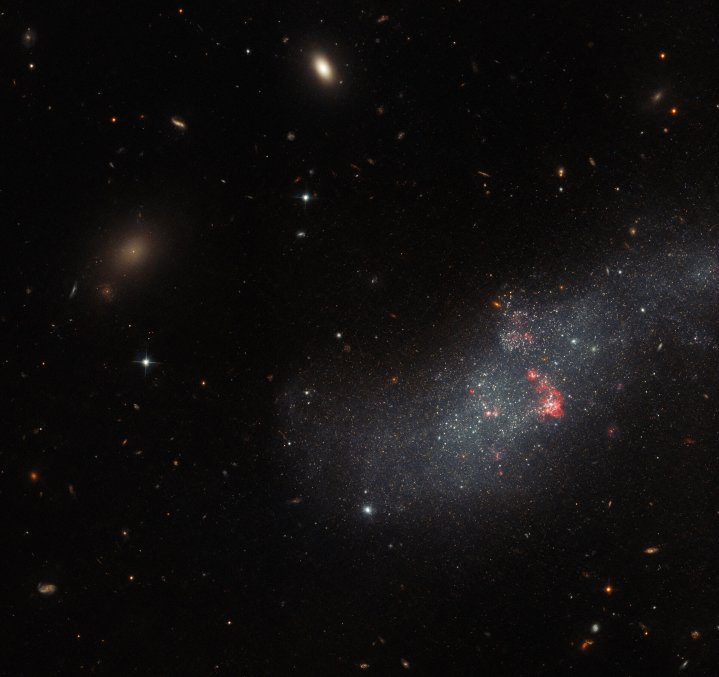 UGCA 307 hangs against an irregular backdrop of distant galaxies in this image from the NASA/ESA Hubble Space Telescope. The small galaxy consists of a diffuse band of stars containing red bubbles of gas that mark regions of recent star formation, and lies roughly 26 million light-years from Earth in the constellation Corvus. Appearing as just a small patch of stars, UGCA 307 is a diminutive dwarf galaxy without a defined structure — resembling nothing more than a hazy patch of passing cloud. 