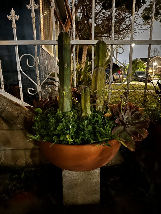 Modalità notturna della pianta di cactus scattata con iPhone 14 Pro