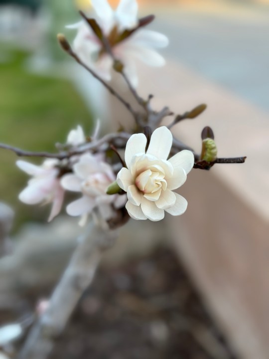 Ritratto di un fiore scattato con iPhone 14 Pro