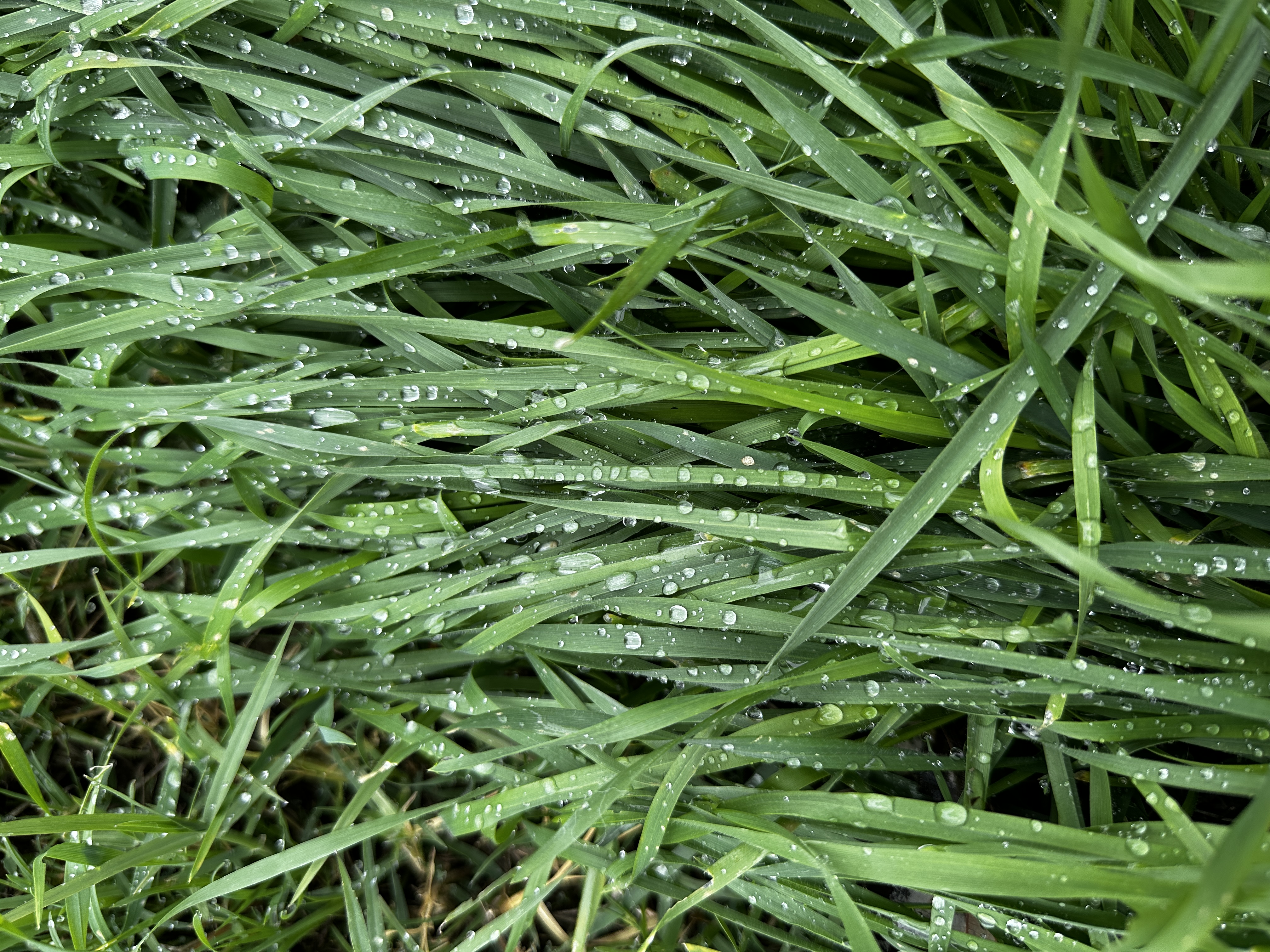 Rain drops on grass captured with iPhone 14 Pro