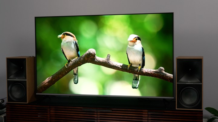 an image of two birds displayed on a Roku Plus Series TV.