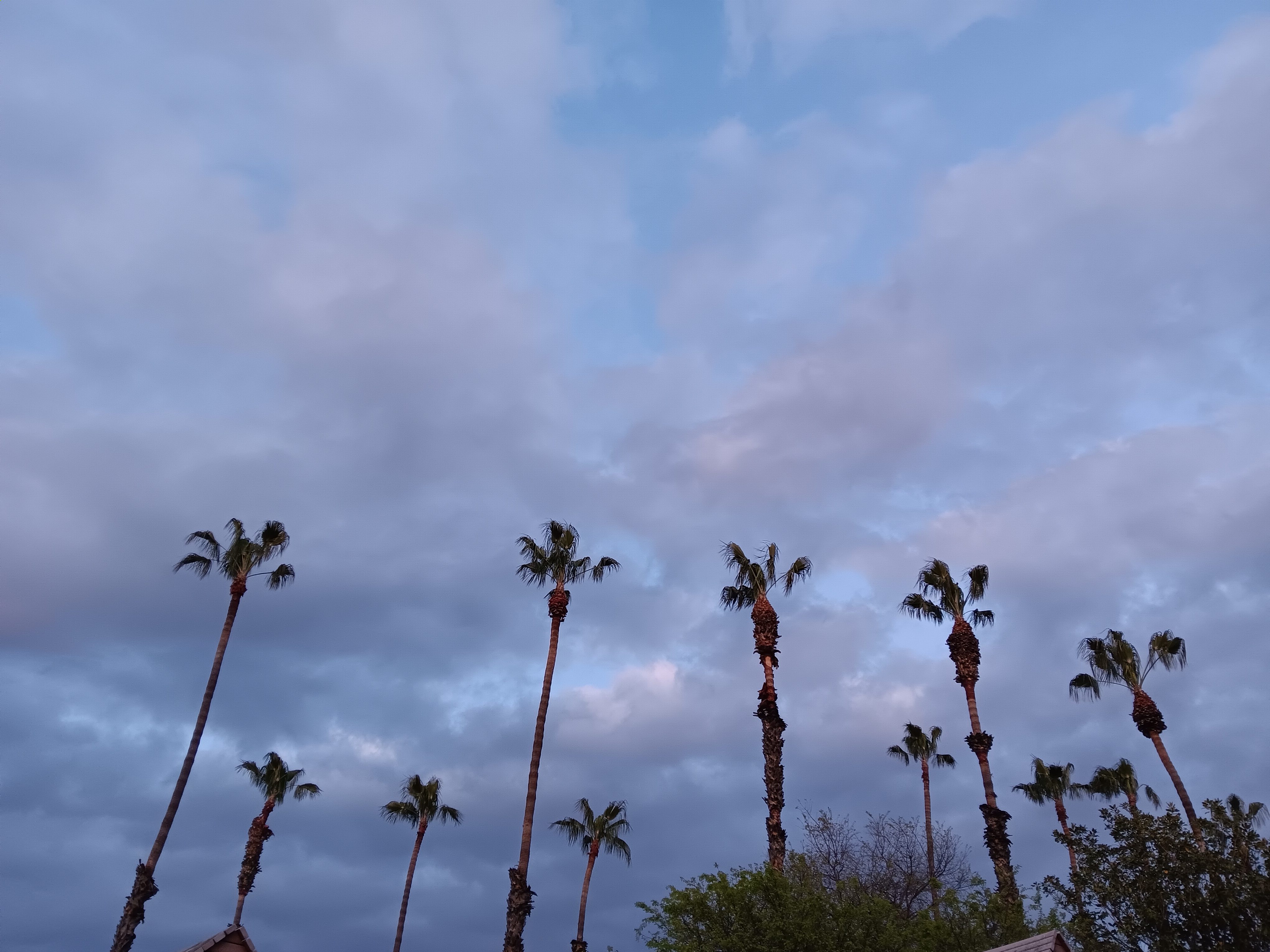 Palm trees in the evening taken with a Samsung Galaxy A14 5G