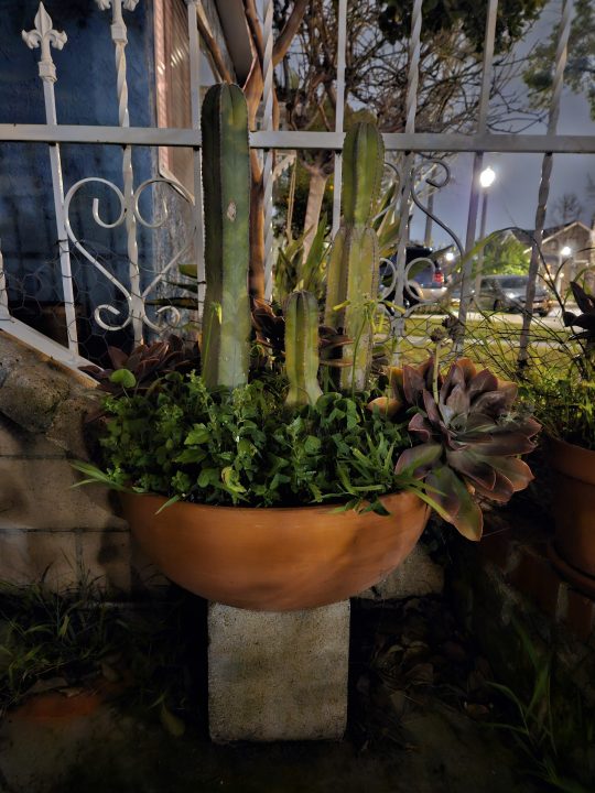 Scatto in modalità notturna della pianta di cactus con Galaxy S23