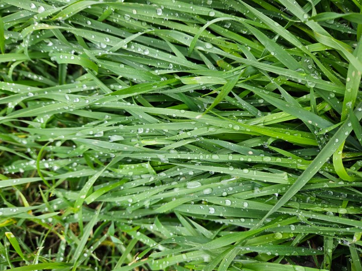 Gocce di pioggia sull'erba catturate con Galaxy S23