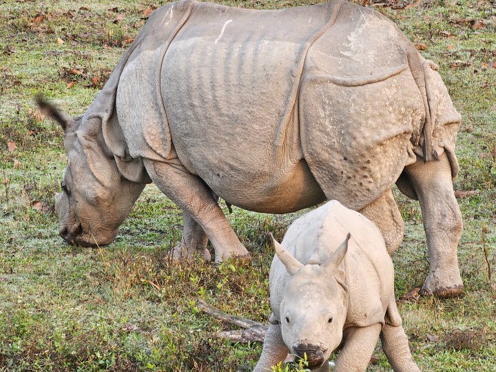 Adult one-horned rhinoceros and baby rhino in Kaziranga National Park, Assam, India captured with the Samsung Galaxy S23 Ultra’s 3x telephoto portrait mode camera.