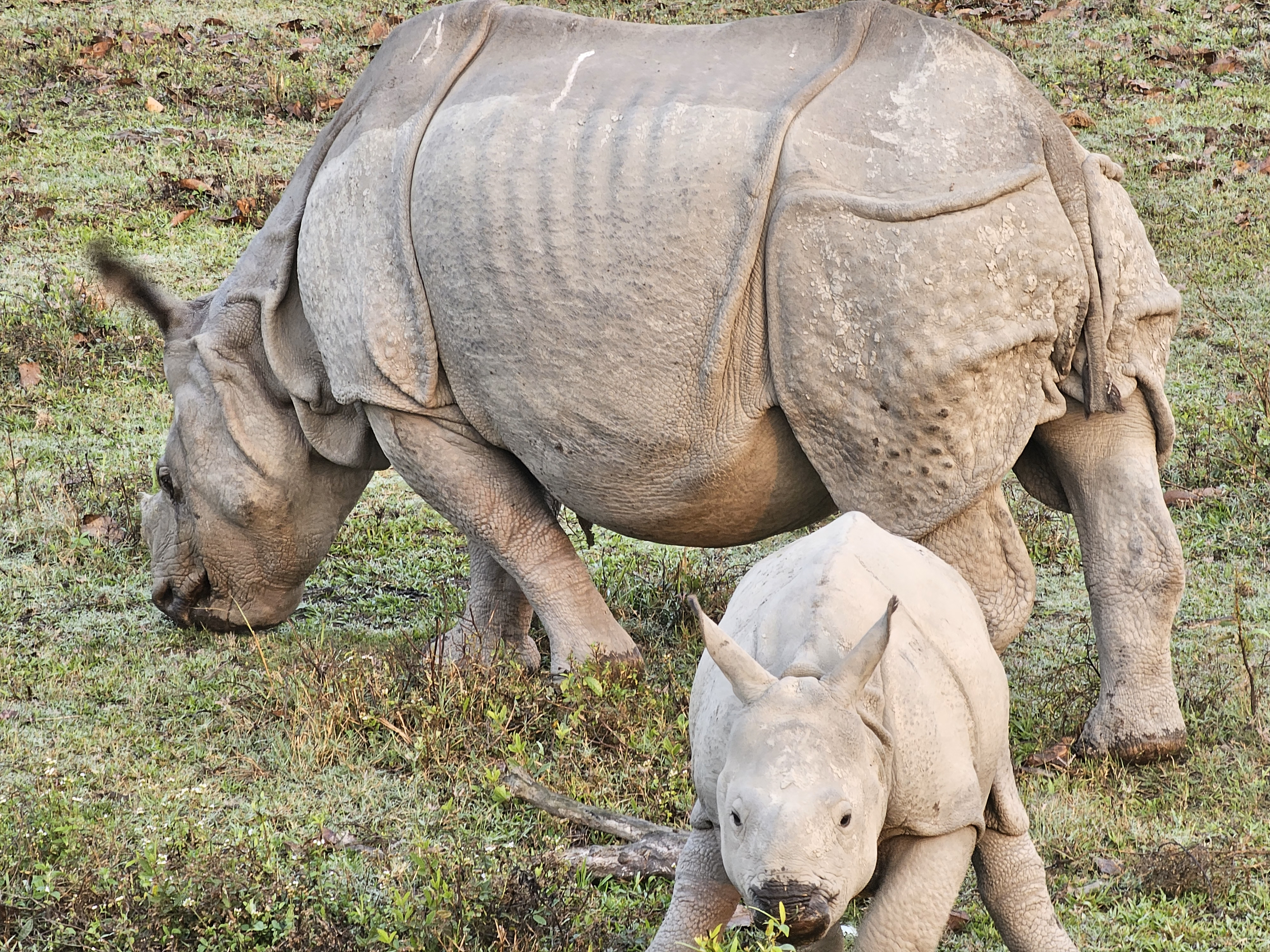 Rinocerontes adultos de um chifre e rinocerontes bebês no Parque Nacional de Kaziranga, Assam, Índia, capturados com a câmera telefoto 3x no modo retrato do Samsung Galaxy S23 Ultra.