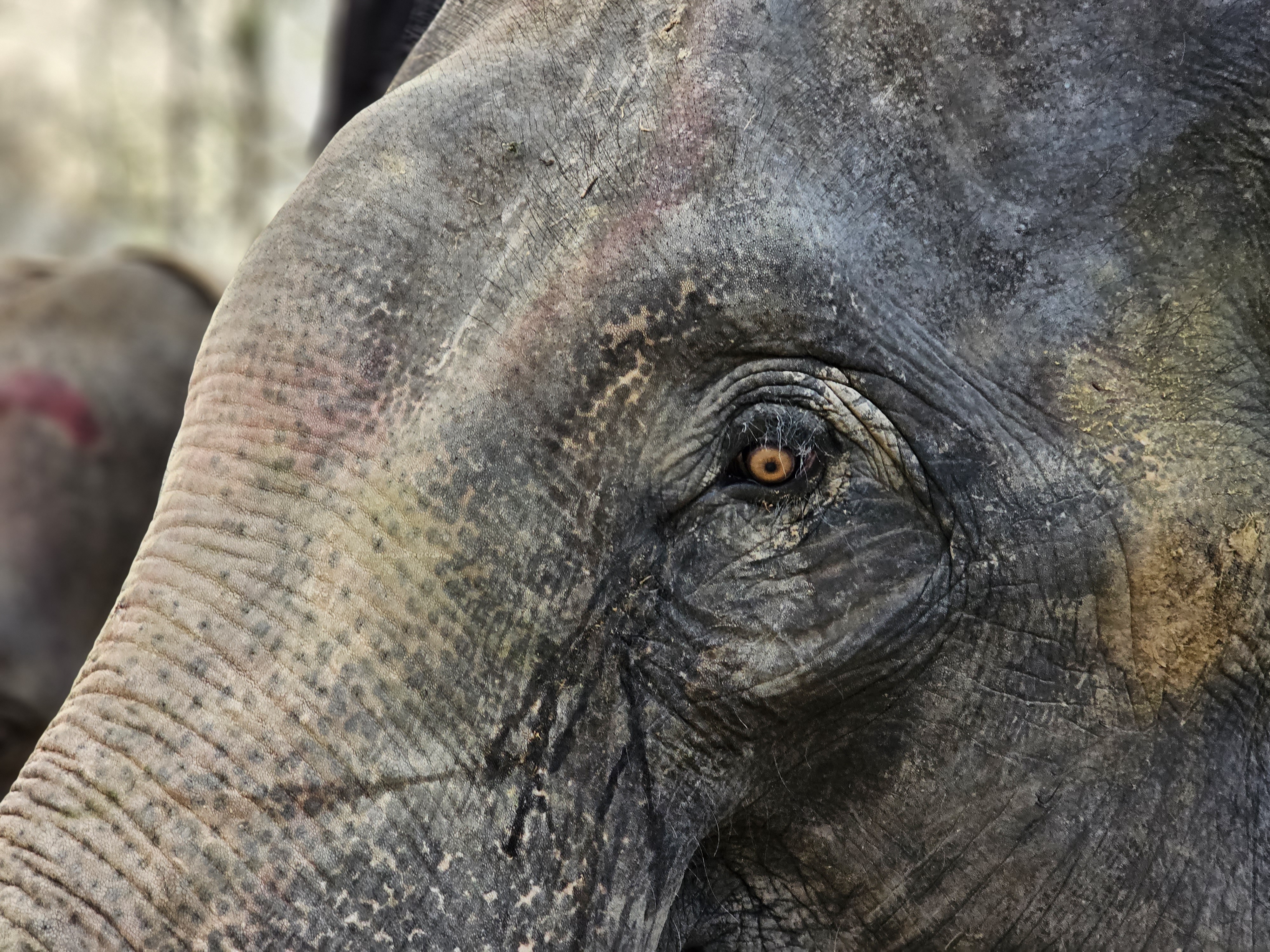Close-up de um velho olho de elefante domesticado capturado com a câmera de modo retrato telefoto 3x do Samsung Galaxy S23 Ultra.