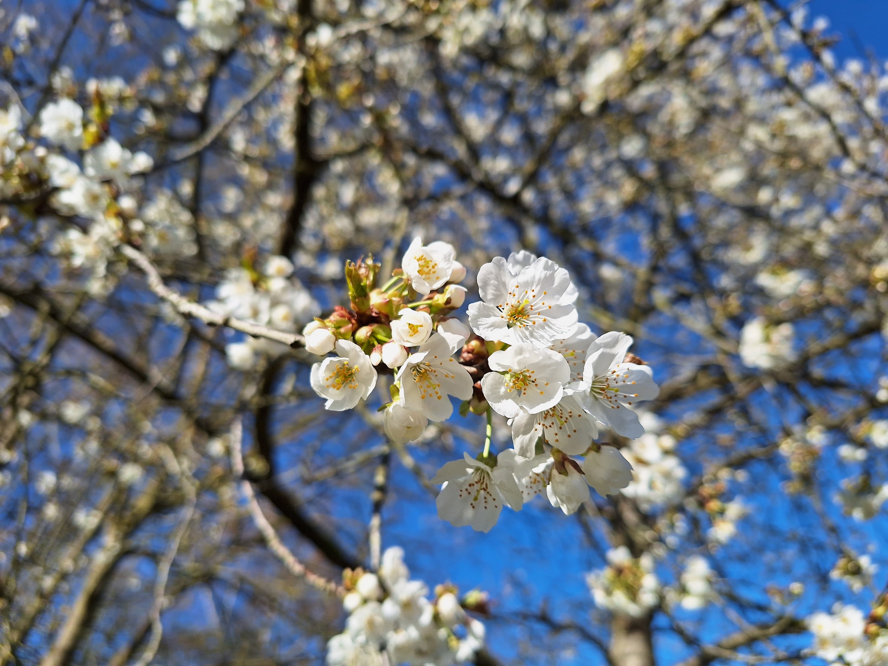 A photo taken with the Samsung Galaxy A54's main camera.