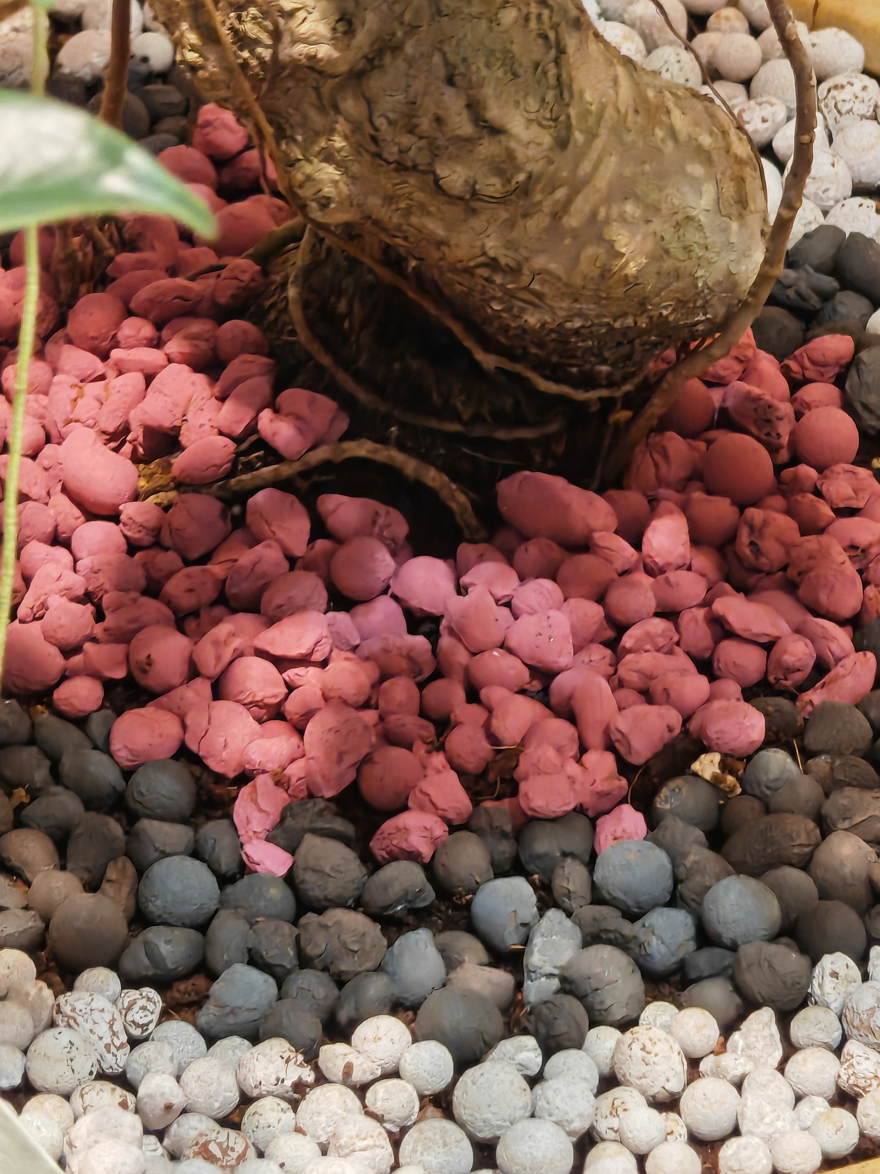 pebbles in pot.