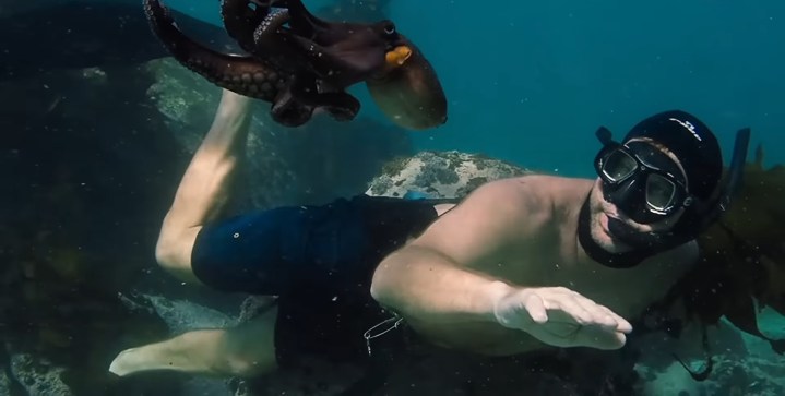 Craig Foster nadando ao lado de um polvo em "My Octopus Teacher".