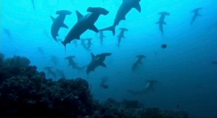 Um grupo de tubarões-martelo em "Planeta Azul".